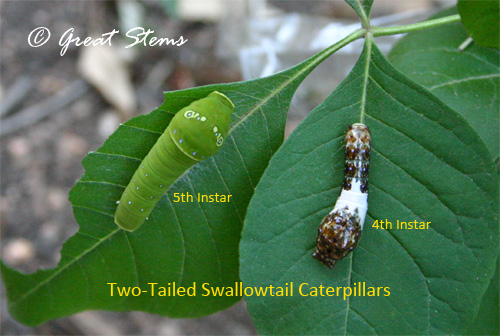 Caterpillar Growth