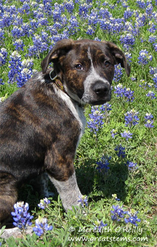 Studying the Bluebonnet | Great Stems