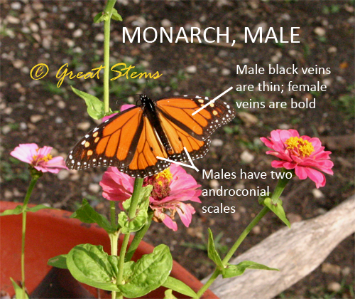 Distinguishing Queens, Monarchs, and Others | Great Stems